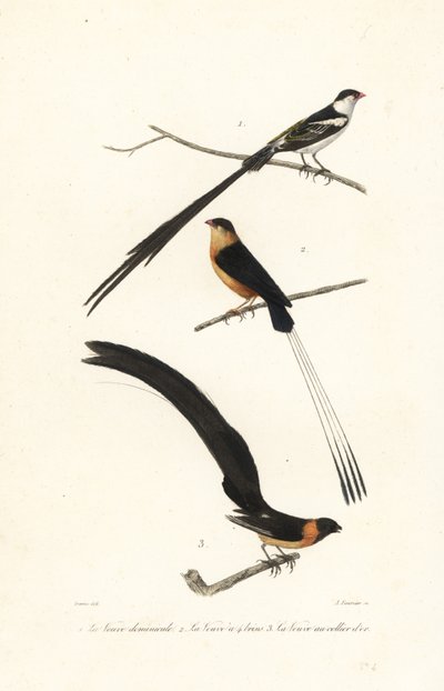 Witwen-Vögel von Edouard (after) Travies