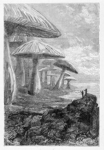 Es ist nur ein Wald aus Pilzen, sagt er, Zeichnung von Riou in „Voyages Extraordinary“ von Jules Verne, ed. Hetzel, n.d. 19. Jahrhundert von Edouard Riou