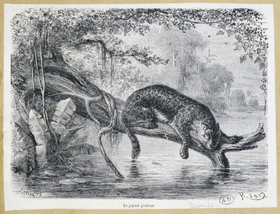 Jaguar beobachtet seine Beute auf einem Baumstamm über dem Wasser - Gravur 19. Jahrhundert von Edouard Riou
