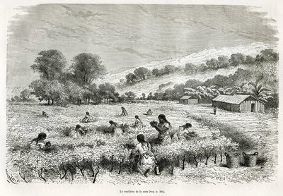 Das Pflücken der Kokablätter im Ituata-Tal, Zeichnung von E. Riou, zur Illustration der Reise in die Region Titicaca und die Täler des Ostens von Unterperu, 1873 von Paul Marcoy. Gravur in „Le tour du monde“ von Edouard Riou