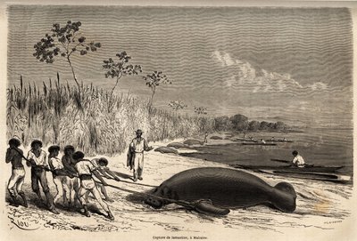 Das Einfangen von Seekühen in Mabuiso (Peru). Zeichnung von Riou, zur Illustration der Reise vom Pazifik zum Atlantik von Edouard Riou