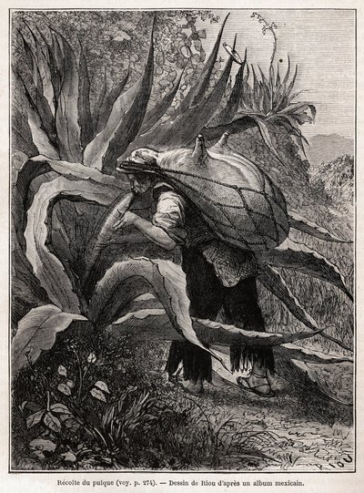 Die Sammlung von Pulque, einem traditionellen aztekischen Getränk, das aus der Fermentation des Safts der Agave Pulquero gewonnen wird, Zeichnung von Riou, zur Illustration der Reise nach Mexiko von E.Vigneaux in den Jahren 1854-1855. Gravur in „Le tour du von Edouard Riou