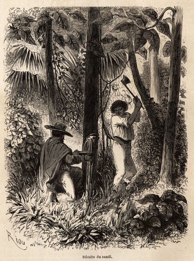 Die Sammlung von Sandi, einem Baum, dessen milchiger Saft sowohl sehr nahrhaft ist als auch als Kalfaterung für Kanus in Venezuela und Peru dient. Zeichnung von Riou zur Illustration der Reise vom Pazifik zum Atlantik von Edouard Riou
