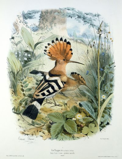 Wiedehopf (Upupa Epops) von Edouard Travies