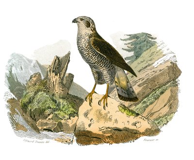 Zoologische Tafel, die nachtaktive Greifvögel darstellt. Die Eule. Tafel aus den neun Bänden über Vögel in 