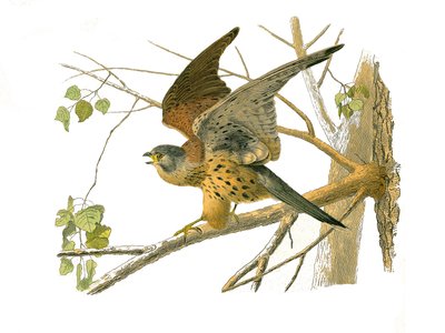 Naturgeschichtstafel: Zoologische Tafel, die nachtaktive Greifvögel darstellt. Die Krehe. Tafel aus den neun Bänden über Vögel in „Werke komplett von Buffon“ geschrieben von Naturforscher Georges Louis Leclerc, Graf von Buffon (1707-1788) zwischen 1749 und von Edouard Travies