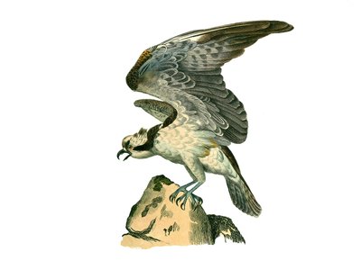 Naturgeschichtstafel: Zoologische Tafel, die nachtaktive Greifvögel darstellt. Der Fischadler. Tafel aus den neun Bänden über Vögel in „Gesammelte Werke von Buffon“ von Naturforscher Georges Louis Leclerc, Graf von Buffon von Edouard Travies