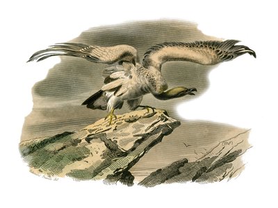 Naturgeschichte Tafel: Zoologische Tafel, die nachtaktive Greifvögel darstellt. Der Schmutzgeier. Tafel aus den neun Bänden über Vögel in „Gesammelte Werke von Buffon“ von Georges Louis Leclerc, Graf von Buffon (1707-1788) von Edouard Travies