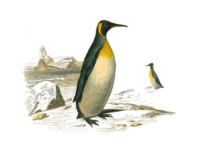 Zoologische Tafel: Tauchvögel. Der Große. Tafel aus den neun Bänden über Vögel in „Gesammelte Werke von Buffon“ von Georges Louis Leclerc, Graf von Buffon (1707-1788) von Edouard Travies