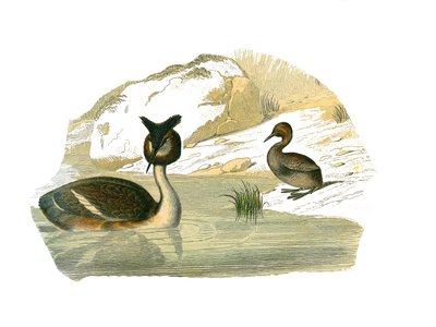 Zoologische Tafel, die brachyptere Palmen darstellt von Edouard Travies