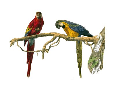 Zoologische Tafel, die Klettervögel darstellt. Roter Ara und blauer Ara. Tafel aus den neun Bänden über Vögel in 