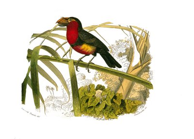 Naturgeschichtstafel: Zoologische Tafel, die Klettervögel darstellt. Der Bartvogel. Tafel aus den neun Bänden über Vögel in „Gesammelte Werke von Buffon“ geschrieben von dem Naturforscher Georges Louis Leclerc, Graf von Buffon (1707-1788) zwischen 1749 und von Edouard Travies