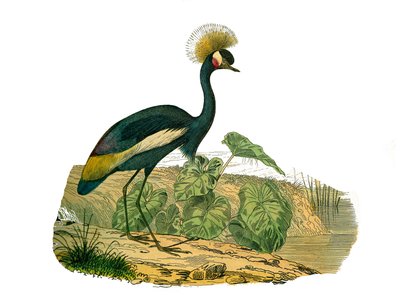 Naturgeschichte Tafel: Zoologische Tafel, die Wasservögel und Cultrirostren darstellt von Edouard Travies
