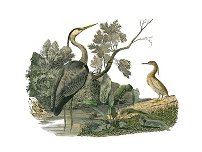 Zoologische Tafel: Wasservögel und Langschnabelvögel. Reiher und Krabbe. Tafel aus den neun Bänden über Vögel in „Gesammelte Werke von Buffon“ von Georges Louis Leclerc, Graf von Buffon von Edouard Travies