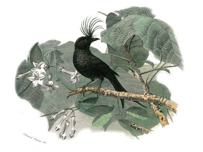 Naturgeschichtstafel: Zoologische Tafel, die dentiroströse Sperlingsvögel (mit gekerbtem Schnabel) darstellt. Der Drongo. Tafel aus den neun Bänden über Vögel in „Gesammelte Werke von Buffon“ geschrieben von dem Naturforscher Georges Louis Leclerc, Graf v von Edouard Travies
