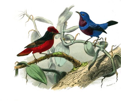 Zoologische Tafel: Schnabelvögel. Die Ouette und die blaue Kordel. Tafel aus den neun Bänden über Vögel in „Gesammelte Werke von Buffon“ von Georges Louis Leclerc, Graf von Buffon von Edouard Travies