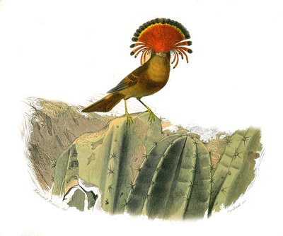 Naturgeschichtstafel: Zoologische Tafel, die dentiroströse Sperlingsvögel (mit Echancre) darstellt. König der Fliegen. Tafel aus den neun Bänden über Vögel in „Gesammelte Werke von Buffon“ geschrieben von Naturforscher Georges Louis Leclerc, Graf von Buffo von Edouard Travies