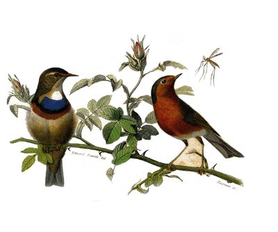 Naturgeschichte Platte: Zoologische Tafel, die Insektenfresser darstellt von Edouard Travies