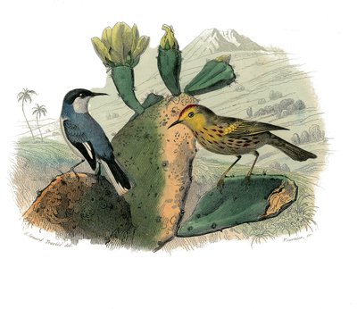 Zoologische Tafel, die dentirostre Sperlingsvögel darstellt von Edouard Travies
