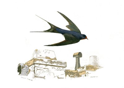 Zoologische Tafel, die fissirostre Vögel darstellt von Edouard Travies