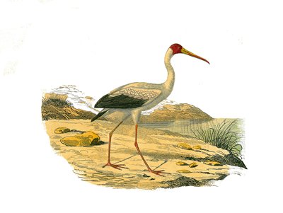 Naturgeschichtstafel: Zoologische Tafel, die langnasige Jäger (mit langen und schlanken Schnäbeln) darstellt: Der Weiße Ibis. Tafel aus den neun Bänden über Vögel in „Gesammelte Werke von Buffon“ geschrieben von dem Naturforscher Georges Louis Leclerc, Gr von Edouard Travies