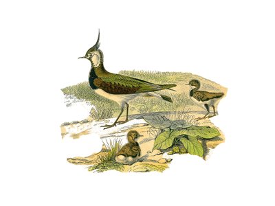 Naturgeschichtstafel: Zoologische Tafel, die langnasige Watvögel darstellt: das Lamm und sein Junges. Tafel aus den neun Bänden über Vögel in „Gesammelte Werke von Buffon“ von Naturforscher Georges Louis Leclerc von Edouard Travies