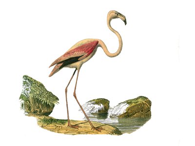 Zoologische Tafel: Langschnabelvögel. Der rosa Flamingo. Tafel aus den neun Bänden über Vögel in „Gesammelte Werke von Buffon“ von Georges Louis Leclerc, Graf von Buffon von Edouard Travies