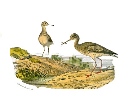 Naturgeschichtstafel: Zoologische Tafel, die langnasige Watvögel darstellt von Edouard Travies