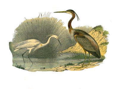 Naturgeschichtstafel: Zoologische Tafel, die Wasservögel und cultriroströse Watvögel (mit großen, langen und starken Schnäbeln) darstellt: Silberreiher und Purpurreiher. Tafel aus den neun Bänden über Vögel in „Gesammelte Werke von Buffon“ geschrieben von von Edouard Travies