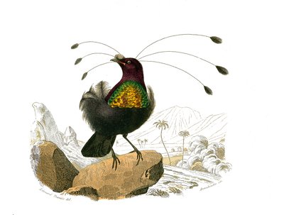 Naturgeschichtstafel: Zoologische Tafel, die koniroströse Sperlingsvögel (konischer Schnabel) darstellt. Der Sifilet. Tafel aus den neun Bänden über Vögel in „Gesammelte Werke von Buffon“ geschrieben von dem Naturforscher Georges Louis Leclerc, Graf von B von Edouard Travies