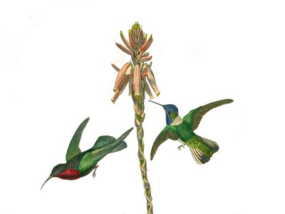 Naturgeschichtstafel: Zoologische Tafel, die kegelschnäbelige Sperlingsvögel darstellt. Granathummel und Jakobinerfliegenvogel. Tafel aus den neun Bänden über Vögel in „Gesammelte Werke von Buffon“ von Naturforscher Georges Louis Leclerc von Edouard Travies
