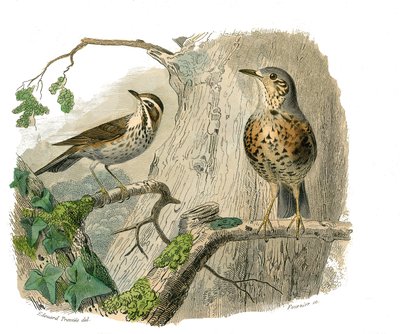 Naturgeschichtstafel: Zoologische Tafel, die kegelschnäbelige Sperlingsvögel darstellt. Der Fluch und die Abflüsse. Tafel aus den neun Bänden über Vögel in „Gesammelte Werke von Buffon“ von Naturforscher Georges Louis Leclerc, Graf von Buffon (1707-1788) von Edouard Travies