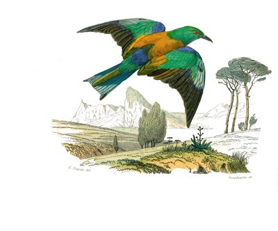 Naturgeschichtstafel: Zoologische Tafel, die kegelschnäbelige Sperlingsvögel darstellt. Der Roller von Europa. Tafel aus den neun Bänden über Vögel in „Gesammelte Werke von Buffon“ von Naturforscher Georges Louis Leclerc, Graf von Buffon (1707-1788) von Edouard Travies