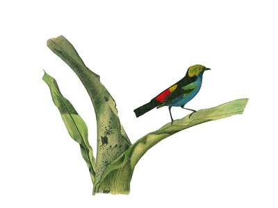 Naturgeschichtstafel: Zoologische Tafel, die körnerfressende Sperlingsvögel (kegelförmiger Schnabel) darstellt. Tafel aus den neun Bänden über Vögel in „Gesammelte Werke von Buffon“ geschrieben von dem Naturforscher Georges Louis Leclerc, Graf von Buffon ( von Edouard Travies