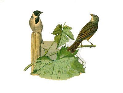 Naturgeschichtstafel: Zoologische Tafel, die körnerfressende Sperlingsvögel (kegelförmiger Schnabel) darstellt. Rohrammer und Ortolan. Tafel aus den neun Bänden über Vögel in „Gesammelte Werke von Buffon“ geschrieben von dem Naturforscher Georges Louis Lec von Edouard Travies