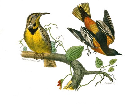 Zoologische Tafel: Körnerfresser. Der Star von Louisiana und der Baltimore. Tafel aus den neun Bänden über Vögel in „Gesammelte Werke von Buffon“ von Georges Louis Leclerc, Graf von Buffon von Edouard Travies
