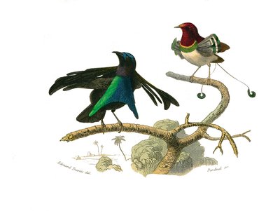 Zoologische Tafel: Körnerfresser. Der schwarze Manucode und der Manucode. Tafel aus den neun Bänden über Vögel in „Gesammelte Werke von Buffon“ von Georges Louis Leclerc, Graf von Buffon von Edouard Travies
