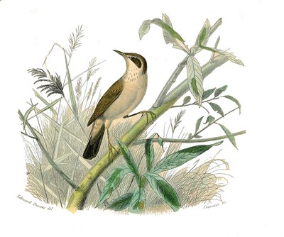 Naturgeschichtstafel: Zoologische Tafel, die konischschnäbelige Sperlingsvögel darstellt. Der Rotkopf. Tafel aus den neun Bänden über Vögel in „Werke komplett von Buffon“ geschrieben von Naturforscher Georges Louis Leclerc, Graf von Buffon (1707-1788) von Edouard Travies
