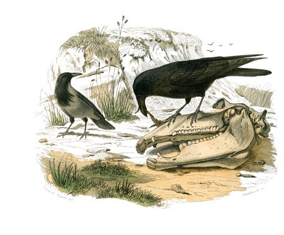 Naturgeschichte Tafel: Zoologische Tafel, die konischschnäbelige Sperlingsvögel darstellt. Die Krähe. Tafel aus den neun Bänden über Vögel in „Gesammelte Werke von Buffon“ von Georges Louis Leclerc, Graf von Buffon (1707-1788) von Edouard Travies