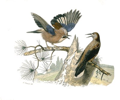 Naturgeschichtstafel: Zoologische Tafel, die koniroströse Sperlingsvögel (kegelförmiger Schnabel) darstellt. Eichelhäher und Nussknacker. Tafel aus den neun Bänden über Vögel in „Gesammelte Werke von Buffon“ geschrieben von dem Naturforscher Georges Louis  von Edouard Travies
