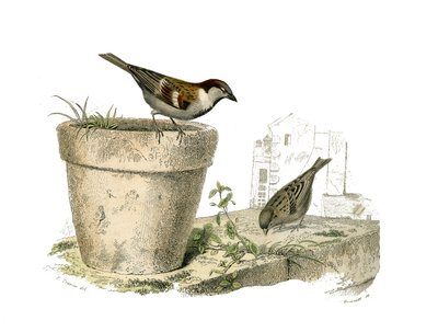 Naturgeschichtstafel: Zoologische Tafel, die konischschnäbelige Sperlingsvögel darstellt. Die Spatzen. Tafel aus den neun Bänden über Vögel in „Gesammelte Werke von Buffon“ von Georges Louis Leclerc, Graf von Buffon von Edouard Travies