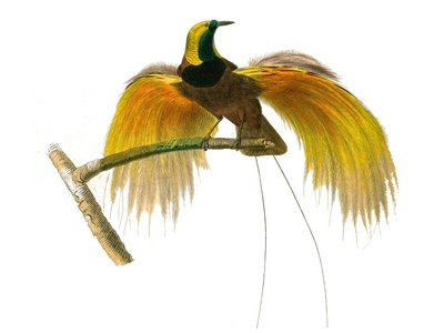 Naturgeschichte Tafel: Zoologische Tafel, die Körnerfresser darstellt von Edouard Travies