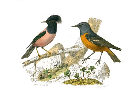 Zoologische Tafel, die konirostre Sperlingsvögel darstellt von Edouard Travies