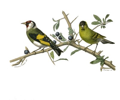 Naturgeschichtstafel: Zoologische Tafel, die Körnerfresser-Sperlingsvögel darstellt von Edouard Travies