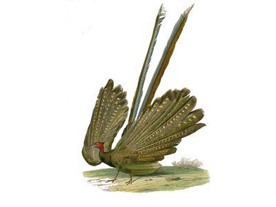 Naturgeschichtstafel: Zoologische Tafel, die Hühnervögel darstellt: Argus. Tafel aus den neun Bänden über Vögel in „Gesammelte Werke von Buffon“ von Naturforscher Georges Louis Leclerc, Graf von Buffon (1707-1788) zwischen 1749 und 1785. Illustration von Edouard Travies