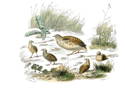 Naturgeschichtstafel: Zoologische Tafel, die Hühnervögel darstellt: Wachtel. Tafel aus den neun Bänden über Vögel in „Gesammelte Werke von Buffon“ geschrieben von dem Naturforscher Georges Louis Leclerc, Graf von Buffon (1707-1788) zwischen 1749 und 1785. von Edouard Travies