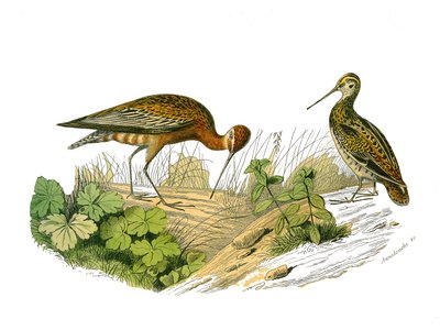 Zoologische Tafel, die langschwänzige Vögel darstellt von Edouard Travies