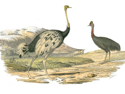 Naturgeschichtstafel: Zoologische Tafel, die Watvögel darstellt: Strauß und Kasuar. Tafel aus den neun Bänden über Vögel in „Gesammelte Werke von Buffon“ geschrieben von dem Naturforscher Georges Louis Leclerc, Graf von Buffon (1707-1788) zwischen 1749 und von Edouard Travies