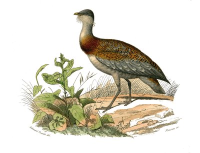 Naturgeschichtstafel: Zoologische Tafel, die Watvögel darstellt: die Trappe. Tafel aus den neun Bänden über Vögel in „Gesammelte Werke von Buffon“ geschrieben von dem Naturforscher Georges Louis Leclerc, Graf von Buffon (1707-1788) zwischen 1749 und 1785.  von Edouard Travies