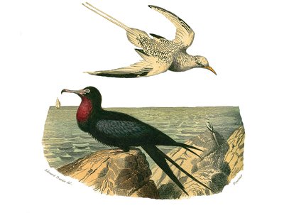 Naturgeschichte Tafel: Zoologische Tafel, die Totipalmen darstellt von Edouard Travies